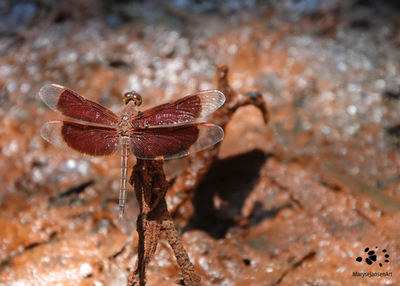 3 Amazing Dragonflies in the Libellulidae Family