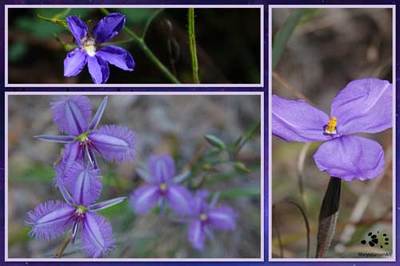 3 Perfectly Purple Wildflowers