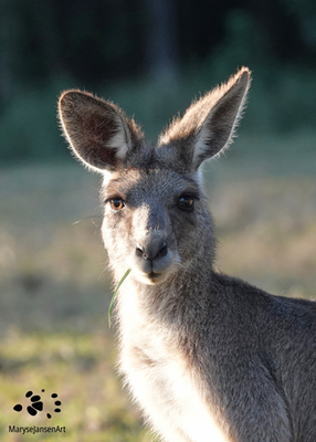 5 Interesting Facts About Kangaroos