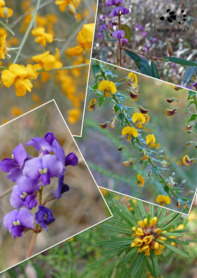 5 Pretty Pea Flowers decorating the Australian Bush