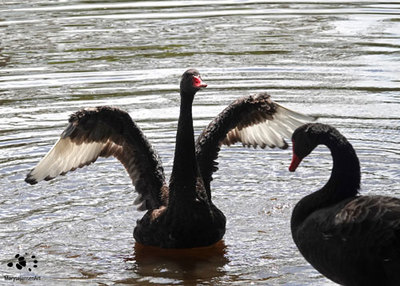5 Surprising Facts about the Black Swan