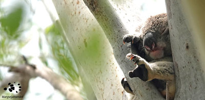 9 Interesting Facts About Koalas