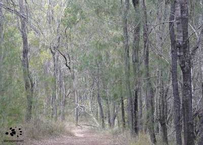 A Wonderful Walk in a She-Oak Forest