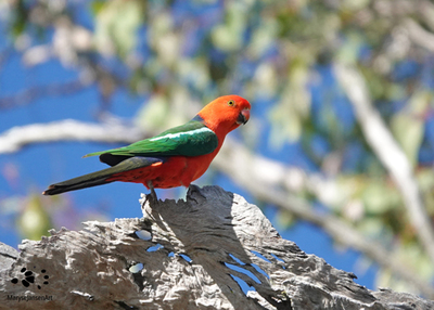 Australian King Parrot the King of the Parrots