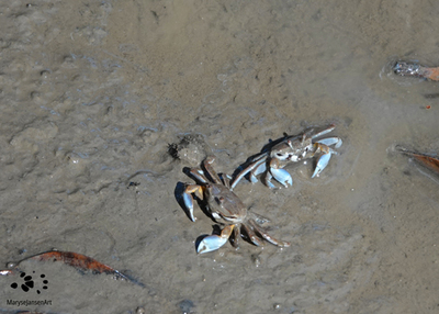 Burrowing Crabs of Great Importance in the Mangroves