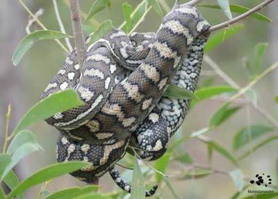 Carpet Python Big Snake Wears Beautiful Coat