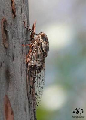 Cicadas  A Salient Symbol Of Summer