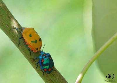 Cotton Harlequin Bugs  Shiny Jewels that Stink