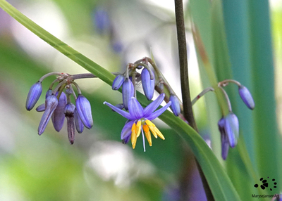 Dianella  the Beauty of the Flax Lily