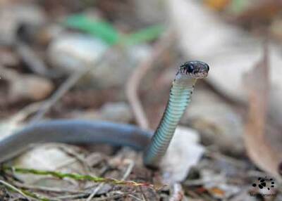Eastern Brown Snake  Lightning Fast and Highly Venomous