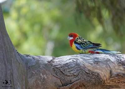 Eastern Rosella an extremely colourful parrot