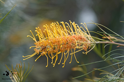 Grevillea Flowers  Colourful Magnets for Birds and Insects