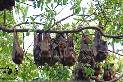 Little Red Flying Foxes  A Cozy Bunch