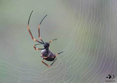 Meet the Magnificent Tiger Spider formerly known as Golden Orb Weaver