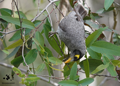 Noisy Miner  Native Honeyeater may be a Bully but is not a Pest