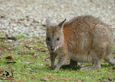 Pademelons  Cute and Shy Marsupials