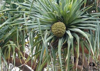 Pandanus Trees Stand Strong