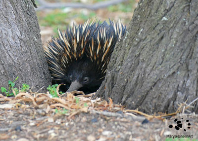Playing Hide and Seek with the adorable Echidna