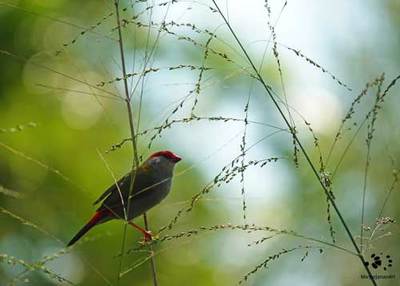 Pretty Red-browed Finches Reproduce Swiftly
