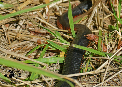 Red-bellied Black Snake  How to stay safe around venomous snakes
