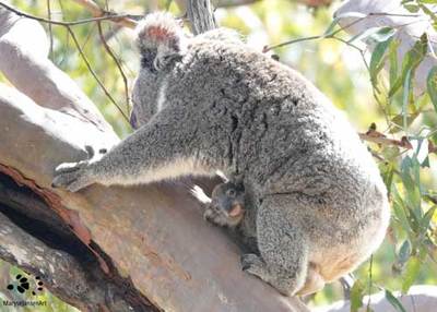 Safe Koala Crossings  Living with Wildlife in Urban Areas
