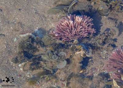 Sensational Seaweeds on Rocky Shores