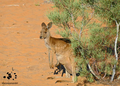 The Eastern Grey Kangaroo - an Australian Icon