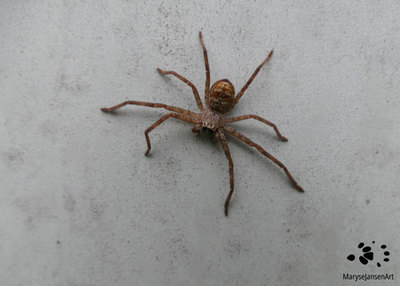The Huntsman a Notoriously Big and Hairy Spider