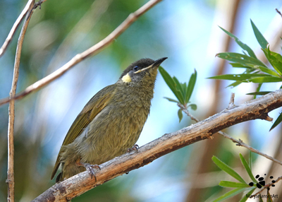 The Lewins Honeyeater and its two almost indistinguishable look-alikes
