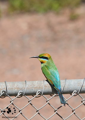 The Rainbow Bee-eater a Flash of Colour