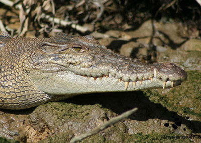 The Saltwater Crocodile - photographing dangerous subjects