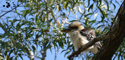 The Song of the Laughing Kookaburra
