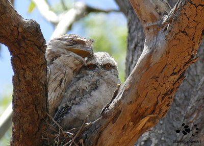 The Tawny Frogmouth Chick - Cute and Cuddly